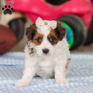 Jade, Yorkie Poo Puppy